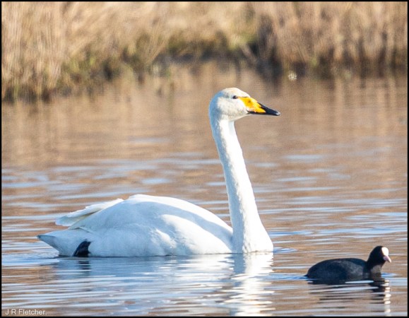 Whooper Swan 060220 1