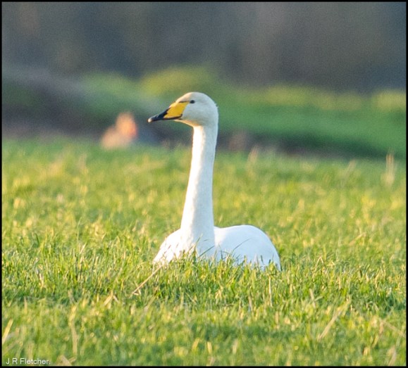 Whooper Swan 060220 2