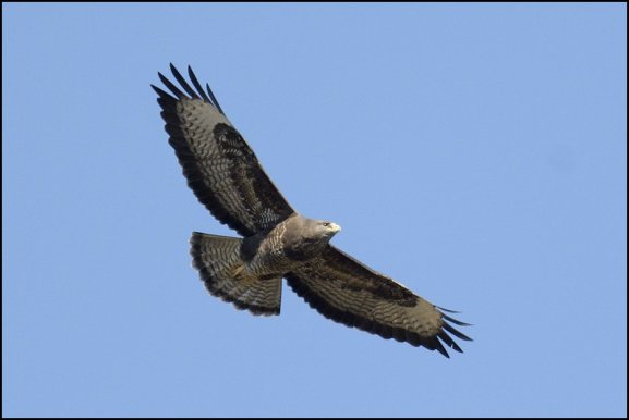 Buzzard 160320