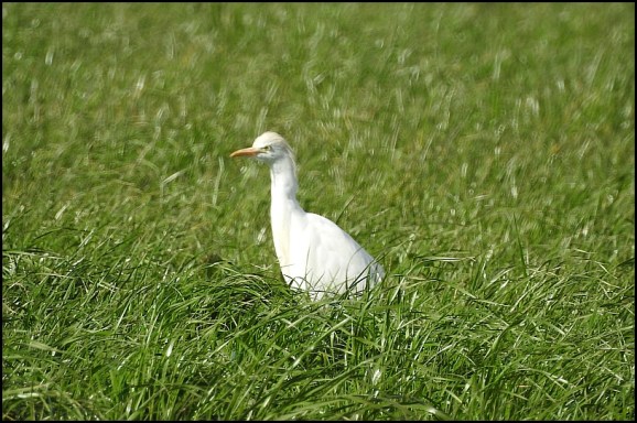 Cattle Egret 030320