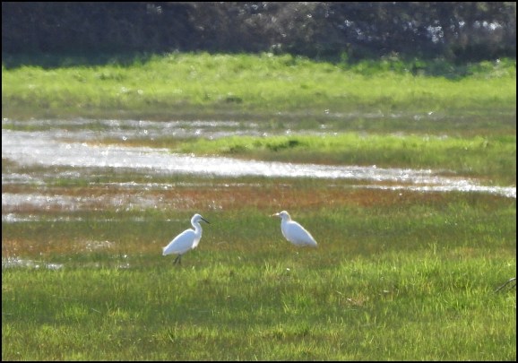 Cattle &amp; Little Egret 160320