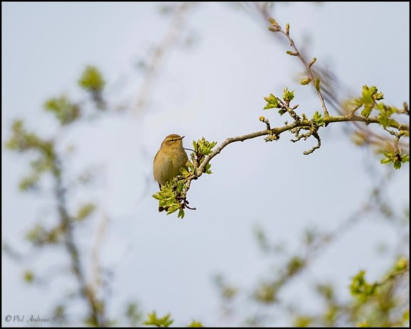 Chiffchaff 210320