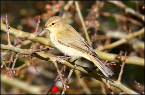 Chiffchaff 210320 2