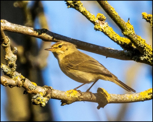 Chiffchaff 230320