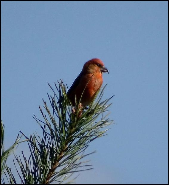 Crossbill 160320