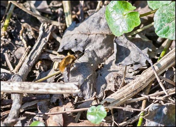 Dark-edged Bee-fly 240320