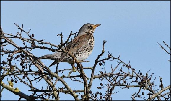 Fieldfare 230320