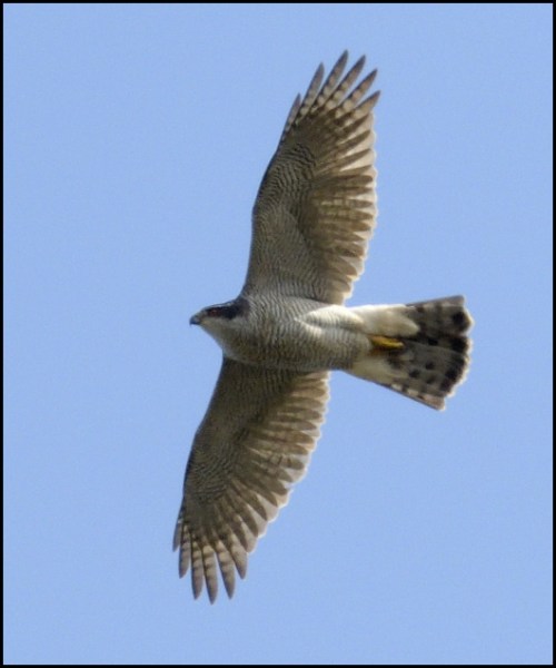 Goshawk 160320