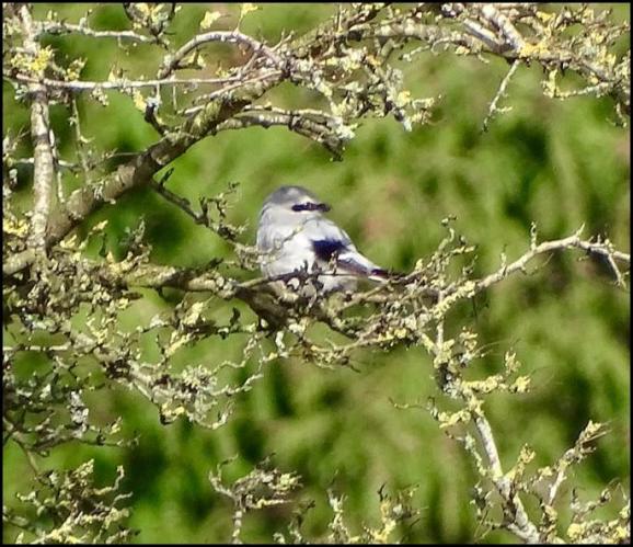 Great Grey Shrike 030320