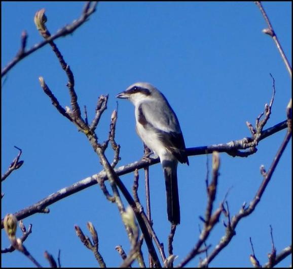 Great Grey Shrike 160320
