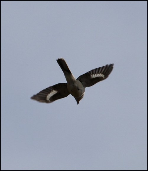 Great Grey Shrike 210320