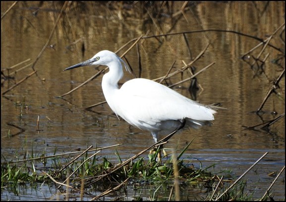 Little Egret 160320