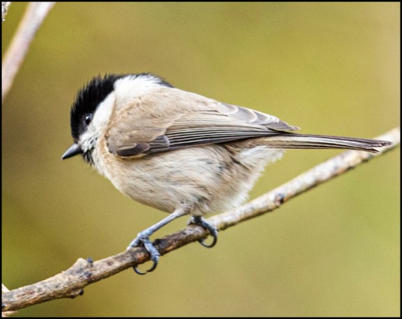 MarshTit 210320