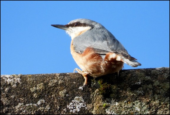 Nuthatch 010320
