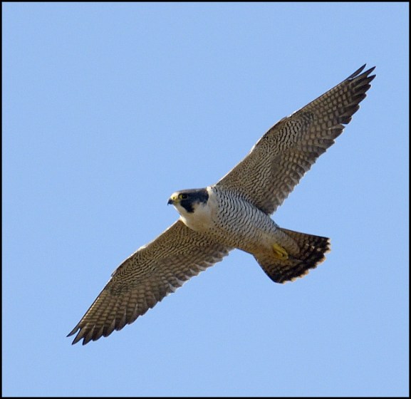 Peregrine 160320