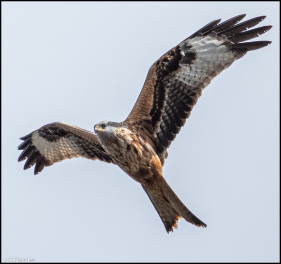 Red Kite 130320