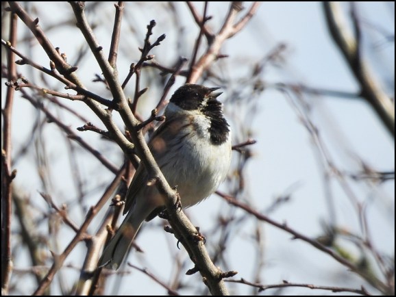 Reed Bunting 160320