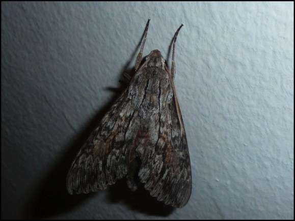 Royal Poinciana Graphic (Melipotis acontioides)