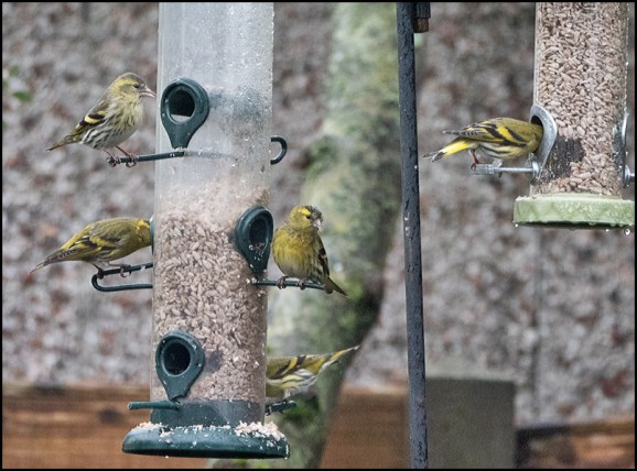 Siskins 190320