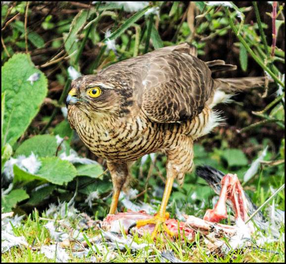 Sparrowhawk 200320