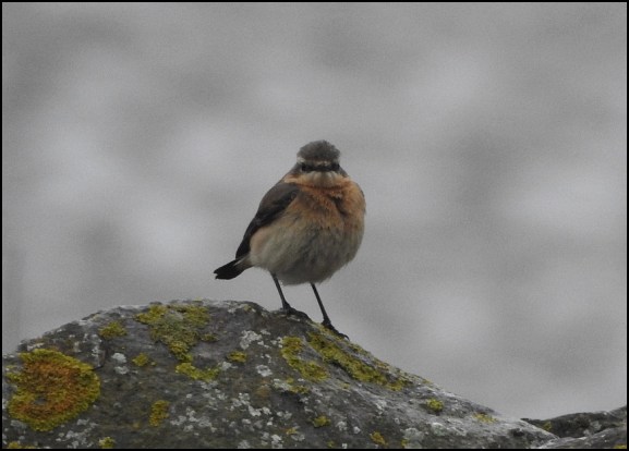 Wheatear 190320 f