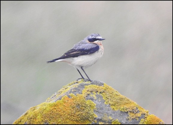 Wheatear 190320