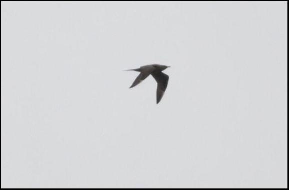 Arctic Skua 180420