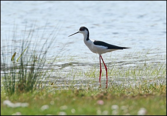 Black-winged Stilt 100420 2