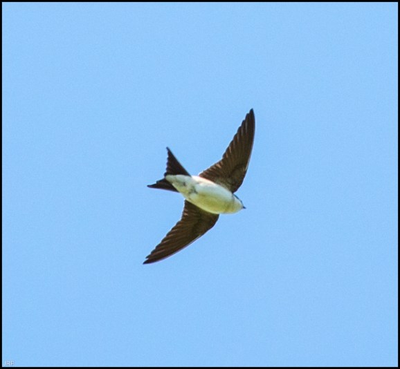 House Martin 200420