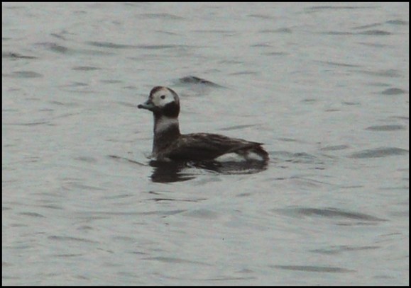 Long-tailed Duck 230420