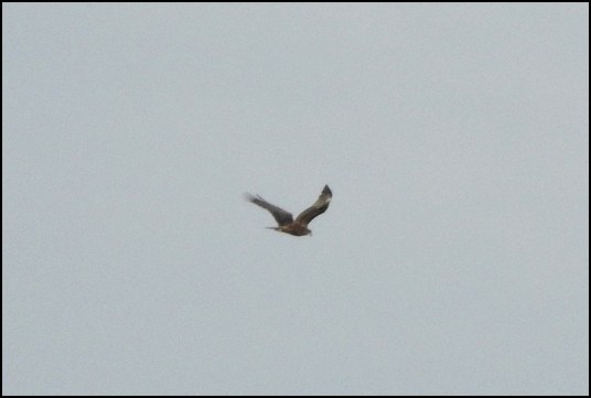 Marsh Harrier 170420