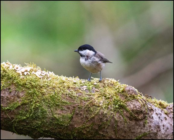 Marsh Tit 160420