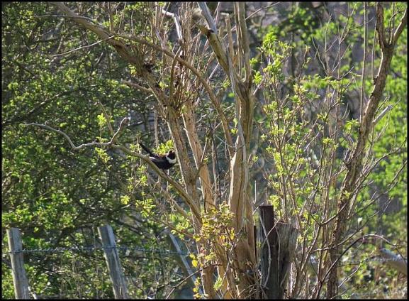 Ring Ouzel 050420