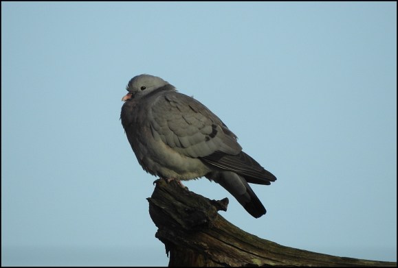 Stock Dove 060420 1