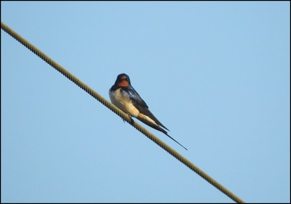 Swallow 060420