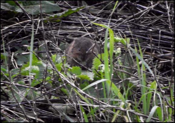 Water Vole 120420