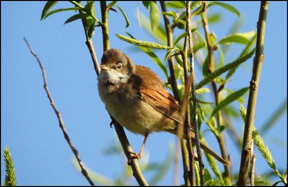 Whitethroat 120420