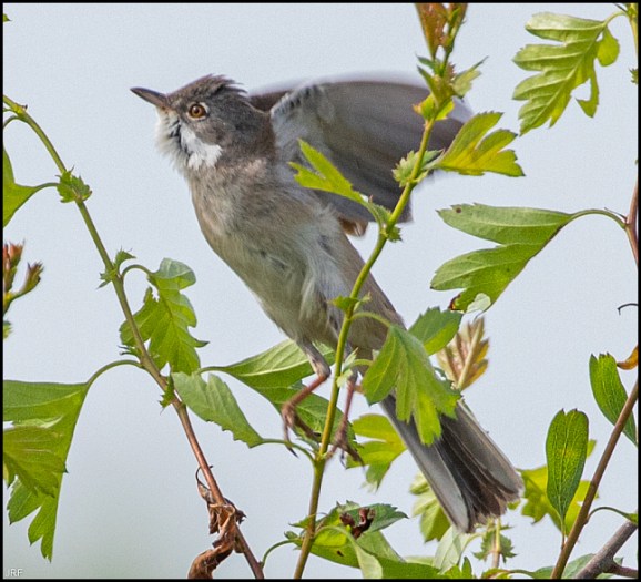 Whitethroat 270420