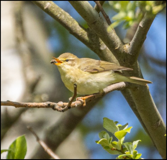 Willow Warbler 190420