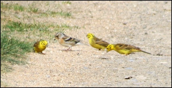 Yellowhammers &amp; Brambling 090420