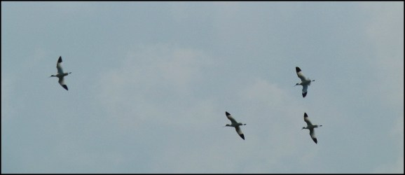 Avocets 040520