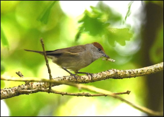 Blackcap 240520