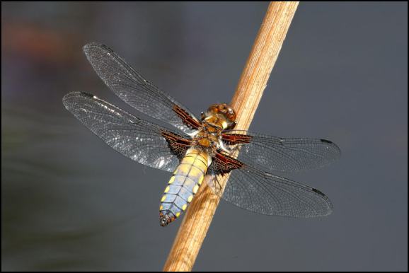 Broad-bodied Chaser 260520