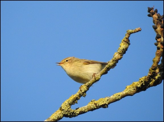 Chiffchaff 060520