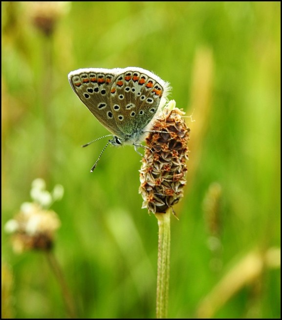 Common Blue 160520