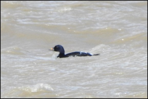 Common Scoter 230520 1