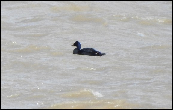 Common Scoter 230520 2