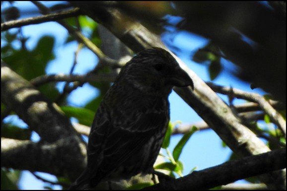 Crossbill 210520