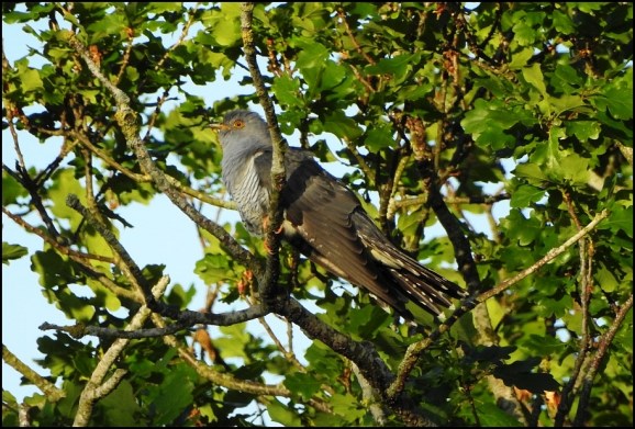 Cuckoo 060520