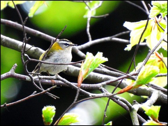 Firecrest 070520